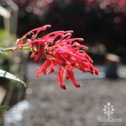 Grevillea Deua Flame -Garden Plant Store deua flame flower closeup