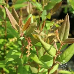 Grevillea Deua Flame -Garden Plant Store deua flame foliage