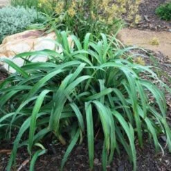 Dianella Cherry Red -Garden Plant Store dianella cherry red 500