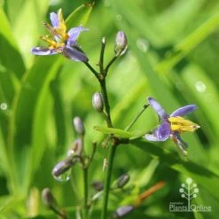 Dianella Little Jess -Garden Plant Store dianella little jess flower closeup