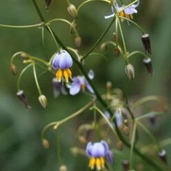 Dianella Cherry Red -Garden Plant Store dianella tasmanica flowers