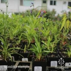 Dianella Little Jess -Garden Plant Store dianella little jess 1 1