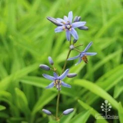 Dianella Petite Marie -Garden Plant Store dianlla petite marie flowerspike