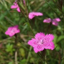 Dianthus - Maiden Pink - Seed -Garden Plant Store dianthus maiden 2