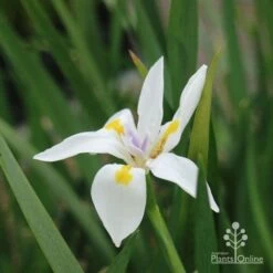 Dietes Tiny Dancer- Wild Iris - 68mm BIGGER Size -Garden Plant Store dietes tiny dancer flower 1