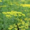 Dill - Seed