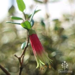 Correa Dinner Bells 10 Correa Dinner Bells -Garden Plant Store dinner bells flower close