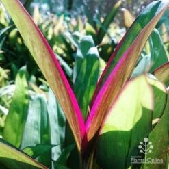 Cordyline Fruticosa Purple Prince -Garden Plant Store dsc 6544 2