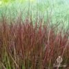 Pennisetum - Dwarf Purple Fountain Grass