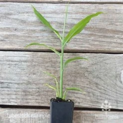 Zingiber - Edible Ginger -Garden Plant Store edible ginger