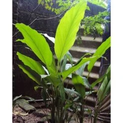 Zingiber - Edible Ginger -Garden Plant Store edible ginger full