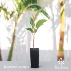 Elaeocarpus Prima Donna - Blueberry Ash 13 Elaeocarpus Prima Donna - Blueberry Ash -Garden Plant Store elaeocarpus prima donna tube