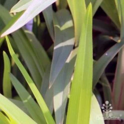 Dianella Cherry Red -Garden Plant Store em fountain v cherry red img 6989