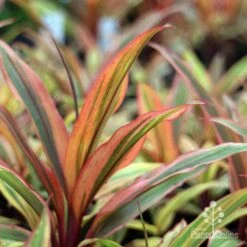 Cordyline Fruticosa Early Morning Diamond -Garden Plant Store emd plant