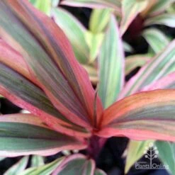 Cordyline Fruticosa Early Morning Diamond -Garden Plant Store emd top view