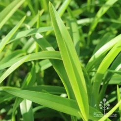 Dianella Emerald Fountain -Garden Plant Store emerald fountain leaf