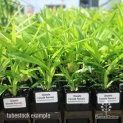 Dianella Emerald Fountain -Garden Plant Store emerald fountain tubestock standard