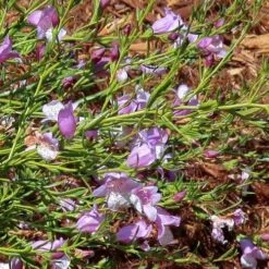 Eremophila Summertime Blue - Emu Bush -Garden Plant Store eremophila summertime blue flickr cultivar413 crop