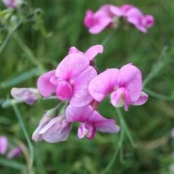 Sweet Pea Everlasting Mix - Seed -Garden Plant Store everlasting pea pink closeup