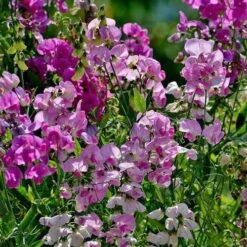 Sweet Pea Everlasting Mix - Seed -Garden Plant Store everlasting peas in sun