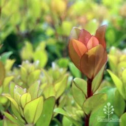 Metrosideros Little Ewan - Dwarf NZ Christmas Bush -Garden Plant Store ewan leaf colour new