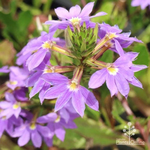 Scaevola Purple Fanfare - Fan Flower 2 Scaevola Purple Fanfare - Fan Flower - Image 2