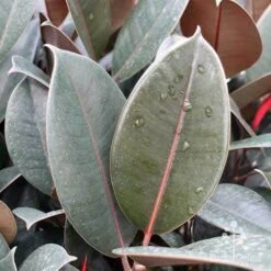 Ficus Elastica Burgundy - Rubber Plant -Garden Plant Store ficus burgundy leaves