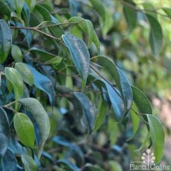Ficus Benjamina Midnight Beauty - Weeping Fig -Garden Plant Store ficus midnight beauty foliage