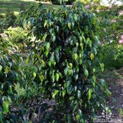 Ficus Benjamina Midnight Beauty - Weeping Fig -Garden Plant Store ficus midnight beauty tall