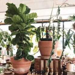 Ficus Lyrata - Fiddle Leaf Fig -Garden Plant Store ficus lyrata in terracotta
