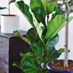 Ficus Lyrata - Fiddle Leaf Fig -Garden Plant Store ficus lyrata leaf 500 1