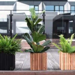 Ficus Lyrata - Fiddle Leaf Fig -Garden Plant Store ficus lyrata wooden planter 500 1