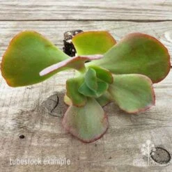 Echeveria Fire And Ice - Succulent -Garden Plant Store fire and ice leaves 500 1