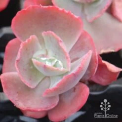 Echeveria Fire And Ice - Succulent