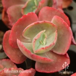 Echeveria Fire And Ice - Succulent -Garden Plant Store fire ice top view