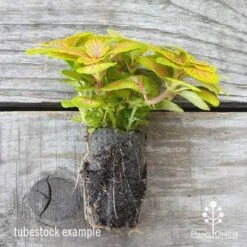 Fittonia Skeleton - Snakeskin Plant -Garden Plant Store fittonia skeleton plug 500 1