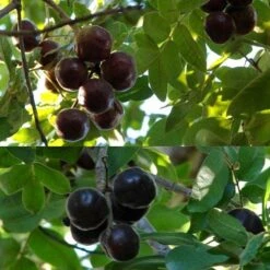 Burdekin Plum - Pleiogynium -Garden Plant Store flickr tatters burdekin plum ripe