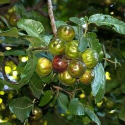 Burdekin Plum - Pleiogynium -Garden Plant Store flickr tatters burdekin plum unripe