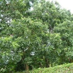 Burdekin Plum - Pleiogynium -Garden Plant Store flickr wendy cutler burdekin plum