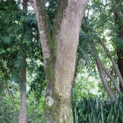 Burdekin Plum - Pleiogynium -Garden Plant Store flickr wendy cutler burdekin plum bark