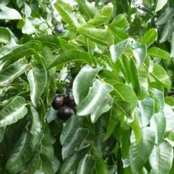 Burdekin Plum - Pleiogynium -Garden Plant Store flickr wendy cutler burdekin plum fruits