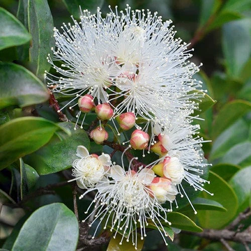 Syzygium Resilience - Lilly Pilly 1 Syzygium Resilience - Lilly Pilly