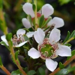 Leptospermum Liversidgei Mozzie Blocker -Garden Plant Store flowers 2