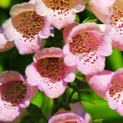 Foxglove Sutton's Apricot - Seed -Garden Plant Store foxgloves freckles
