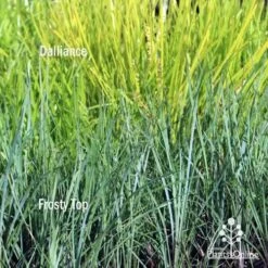 Lomandra Frosty Top -Garden Plant Store frosty top against dalliance 1