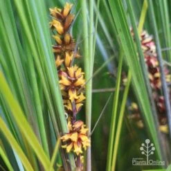 Lomandra Frosty Top -Garden Plant Store frosty top lomandra flowers