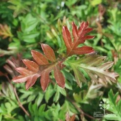 Grevillea Gaudichaudii -Garden Plant Store gaudichadi grevillea leaf colour