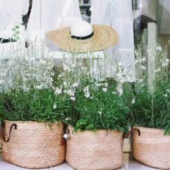 Gaura White -Garden Plant Store gaura white baskets