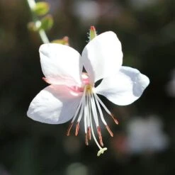 Gaura White -Garden Plant Store gaura white flower