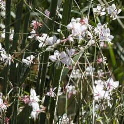 Gaura White -Garden Plant Store gaura white plants